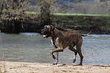 DOGUE ALLEMAND 185